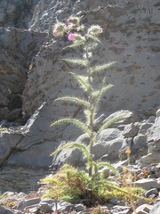 Cirsium eatonii clokeyi