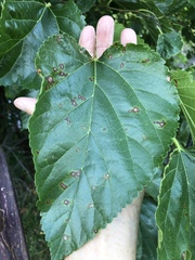 Cercospora moricola