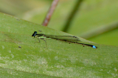 Argentagrion ambiguum
