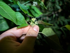 Leptadenia lanceolata, photograph Damien Wallace, CC0, iNaturalist via GBIF