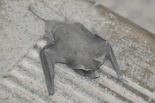 Egyptian Free-tailed Bat