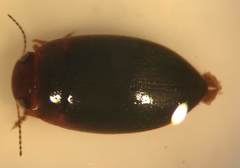 Hydroporus pseudoniger