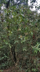 Miconia glaberrima