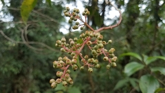 Miconia glaberrima