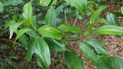 Miconia glaberrima