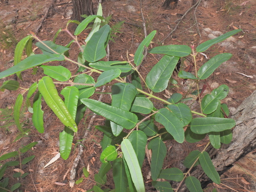 Image of Eucalyptus tindaliae by (c) Scott W. Gavins, some rights reserved (CC BY)