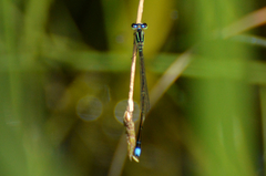 Argentagrion ambiguum