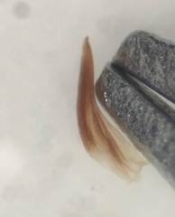 Hydroporus pseudoniger