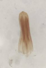 Hydroporus pseudoniger