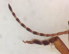 Hydroporus pseudoniger