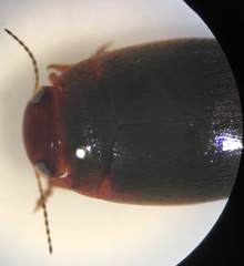 Hydroporus pseudoniger