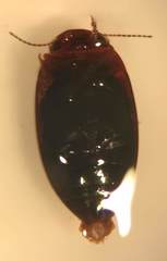 Hydroporus pseudoniger