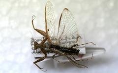 Raptrix