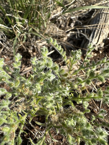 Image of Cryptantha fendleri by (c) Matt Berger, some rights reserved (CC BY)