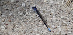 Argia munda