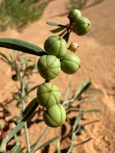 Sand Leaf-Flower (Phyllanthus warnockii)
