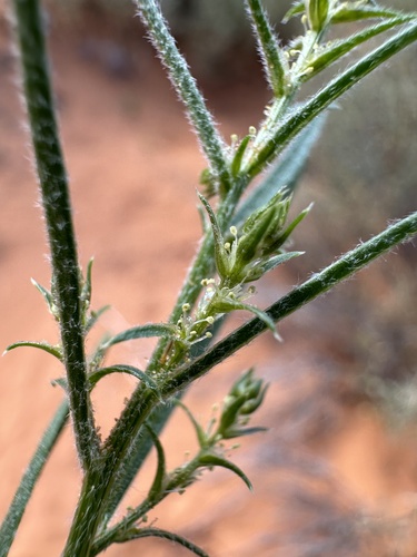 Image of Corispermum americanum by (c) Matt Berger, some rights reserved (CC BY)