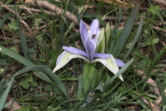 Iris lactea
