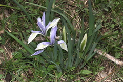 Iris lactea