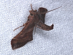 Persicoptera aglaopa