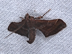 Persicoptera aglaopa