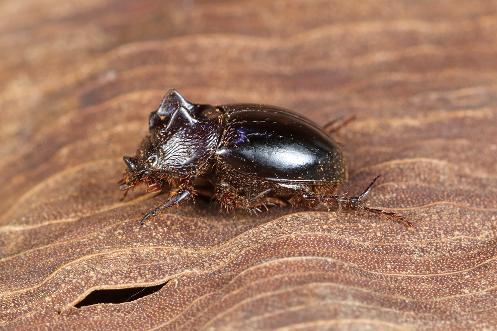 Pseudorphnus