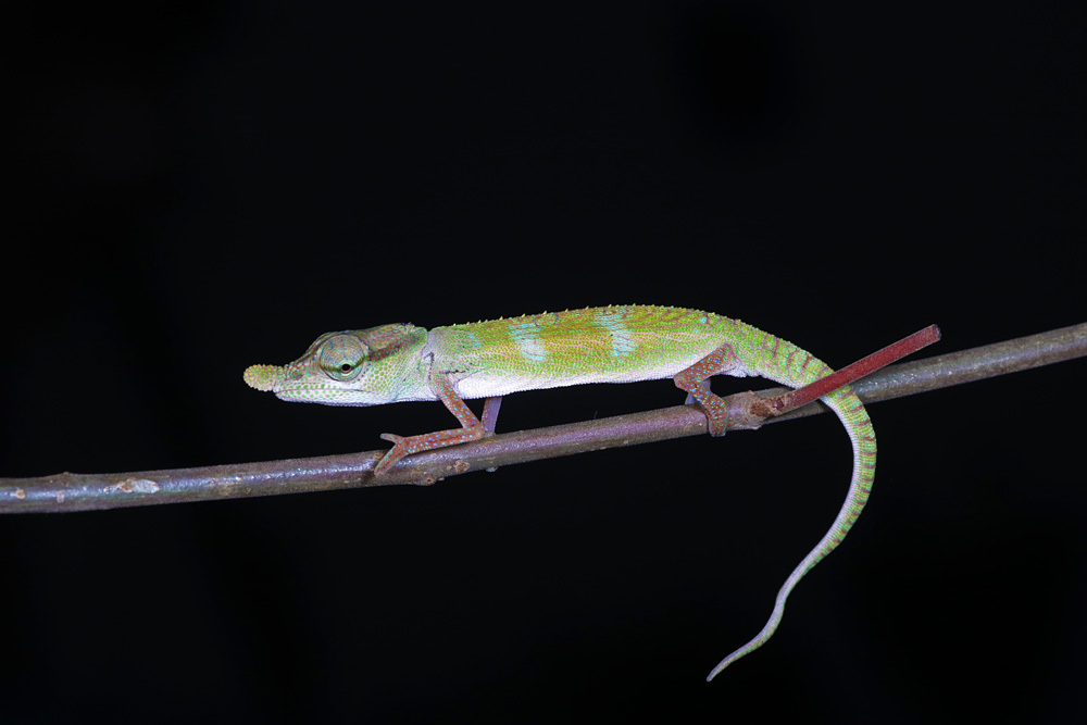 Boettger's Chameleon