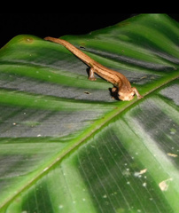 Cukra Mushroomtongue Salamander