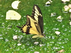 Heraclides ornythion