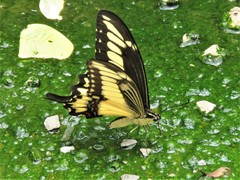 Heraclides ornythion