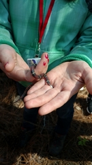 Lampropeltis elapsoides