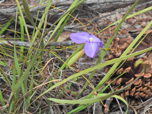 Image of Patersonia fragilis by (c) Scott W. Gavins, some rights reserved (CC BY)