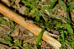 Argentagrion ambiguum