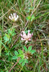 Trifolium pinetorum
