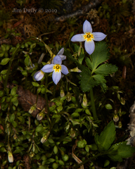Houstonia caerulea