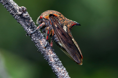 Umbonia reclinata