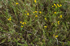 Tanacetum achilleifolium
