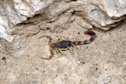 Neogrosphus griveaudi