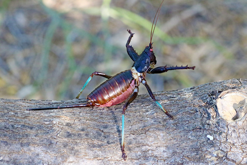 Colossopus grandidieri Saussure, 1899
