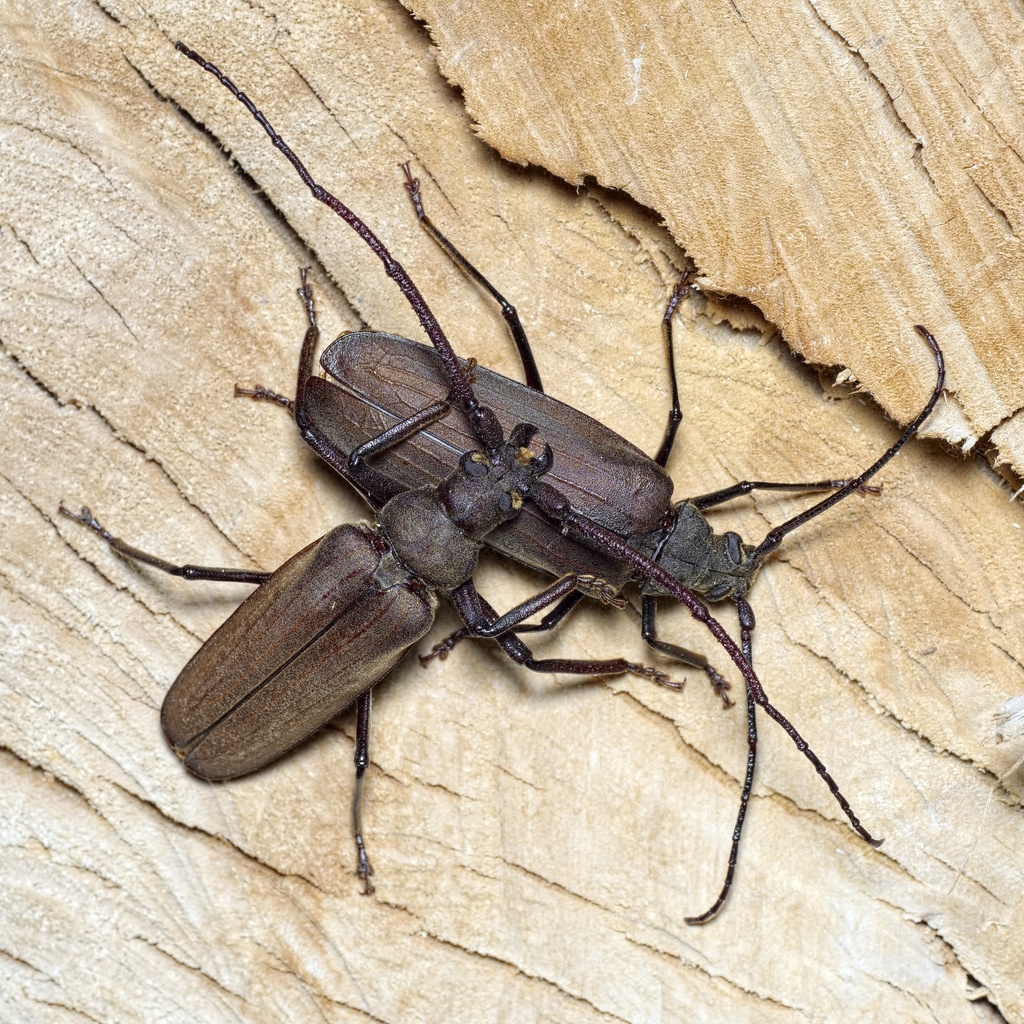 Grain support beetle