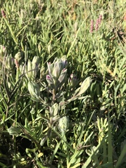 Chloropyron maritimum palustre