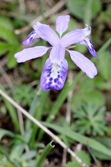 Iris goniocarpa