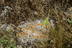 Allium flavum tauricum