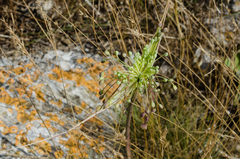 Allium flavum tauricum