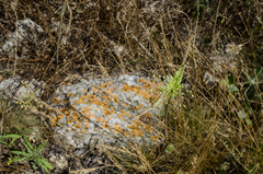 Allium flavum tauricum