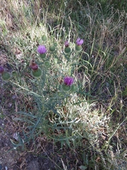 Cirsium ciliatum