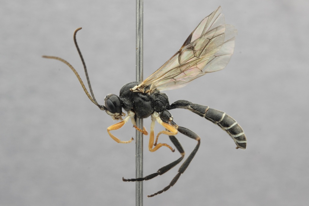 Smicroplectrus apicatus