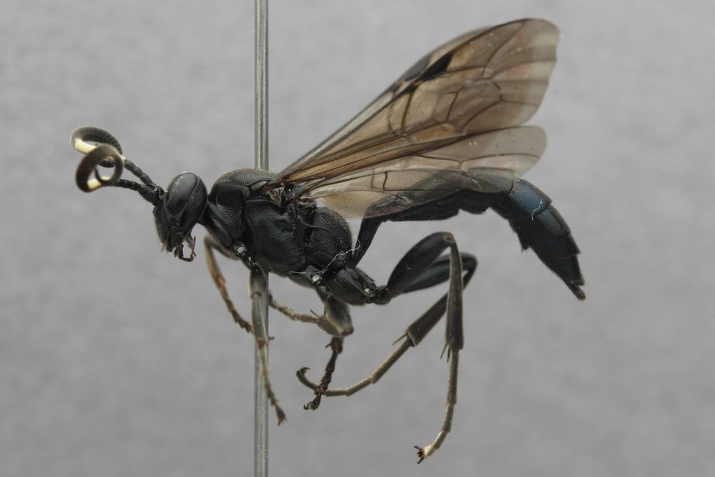 Coelichneumon nobilis