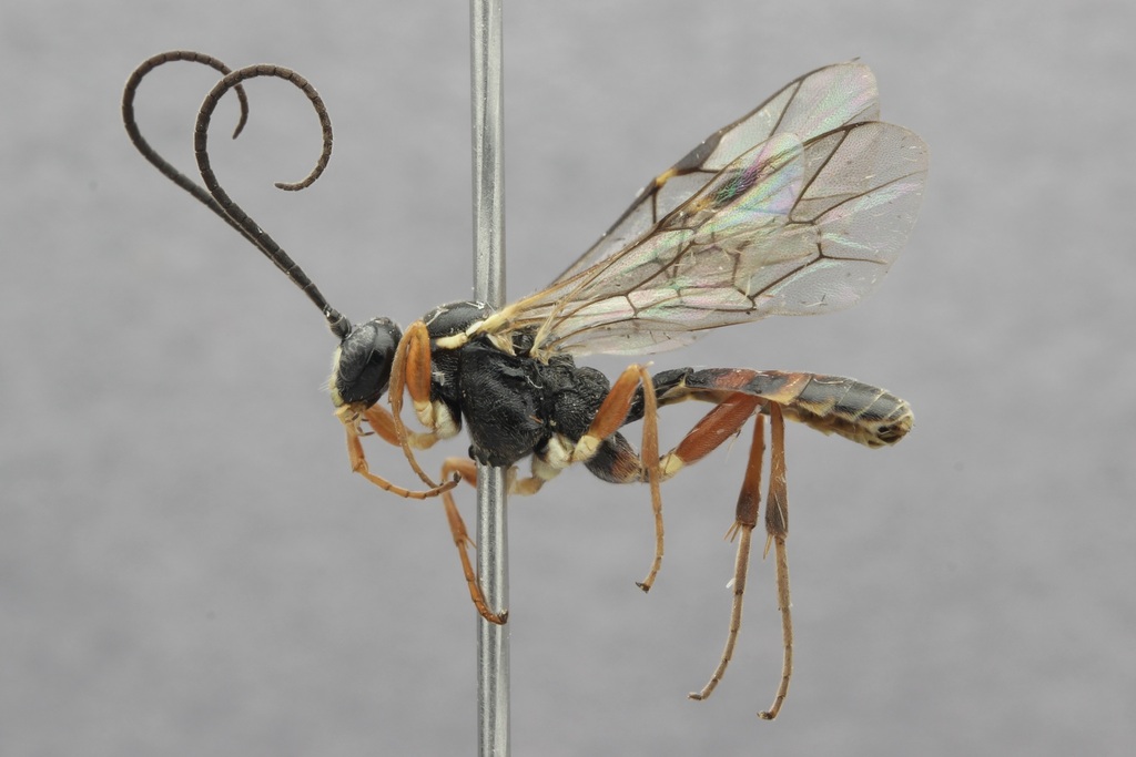 Syndipnus