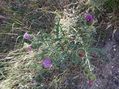 Cirsium ciliatum